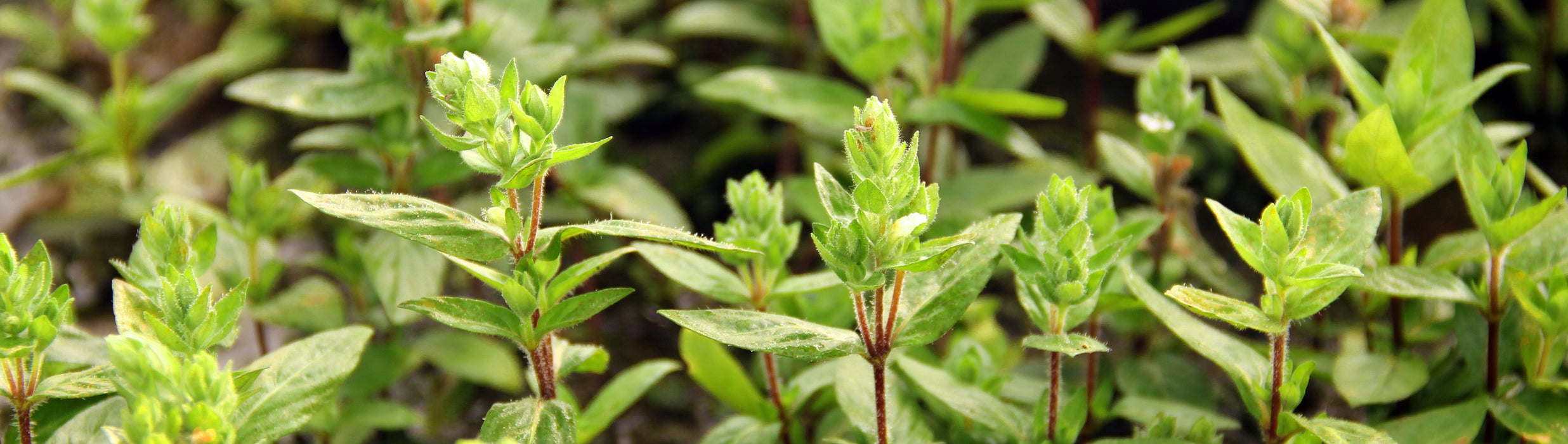 Staurogyne repens