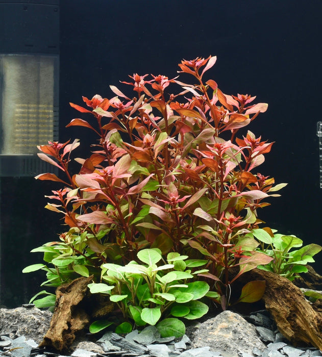 Ludwigia repens 'Rubin'