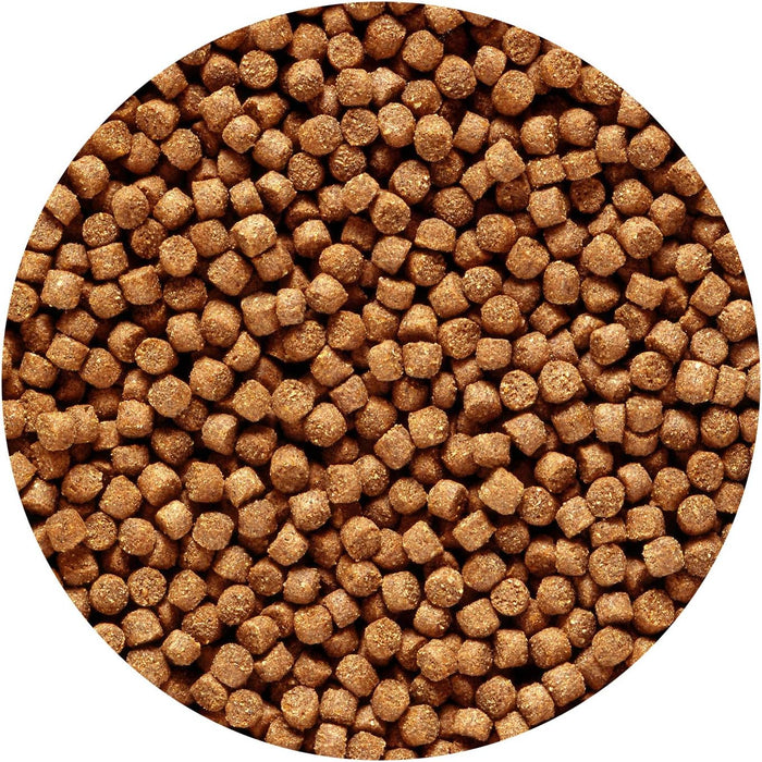 Hikari Cichlid Gold Sinking Mini 100 g – Mangime Affondante Esaltatore del Colore per Ciclidi