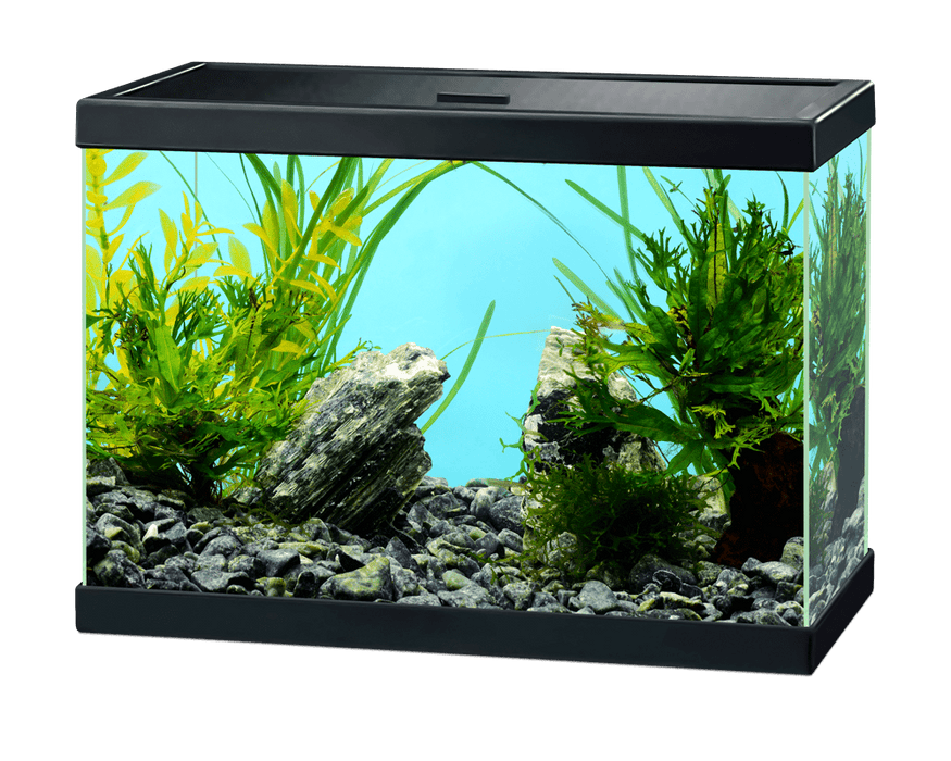 Ciano Aqua 15 – Acquario Senza Filtro e Senza Luce – 13 Litri