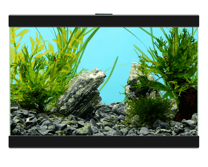 Ciano Aqua 15 – Acquario Senza Filtro e Senza Luce – 13 Litri