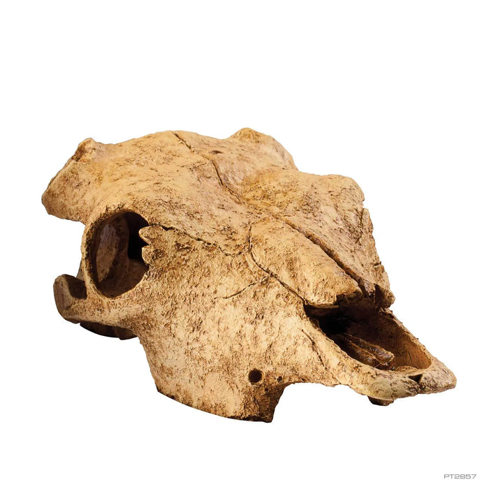 Exo Terra Buffalo Skull – Rifugio a Forma di Teschio di Bufalo per Rettili e Anfibi