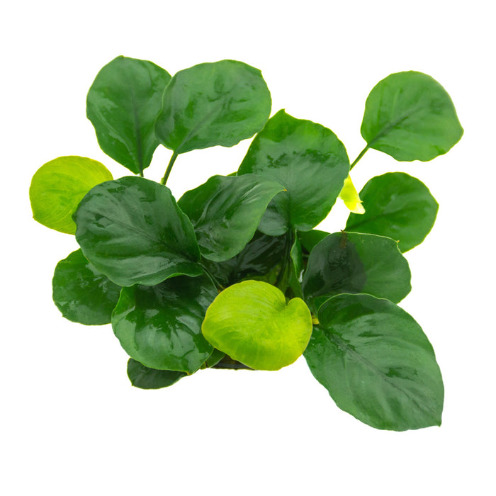 Anubias Barteri var. Coin Leaf