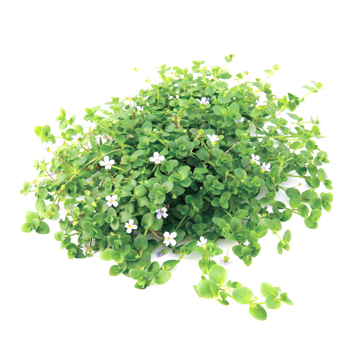 Bacopa Australis