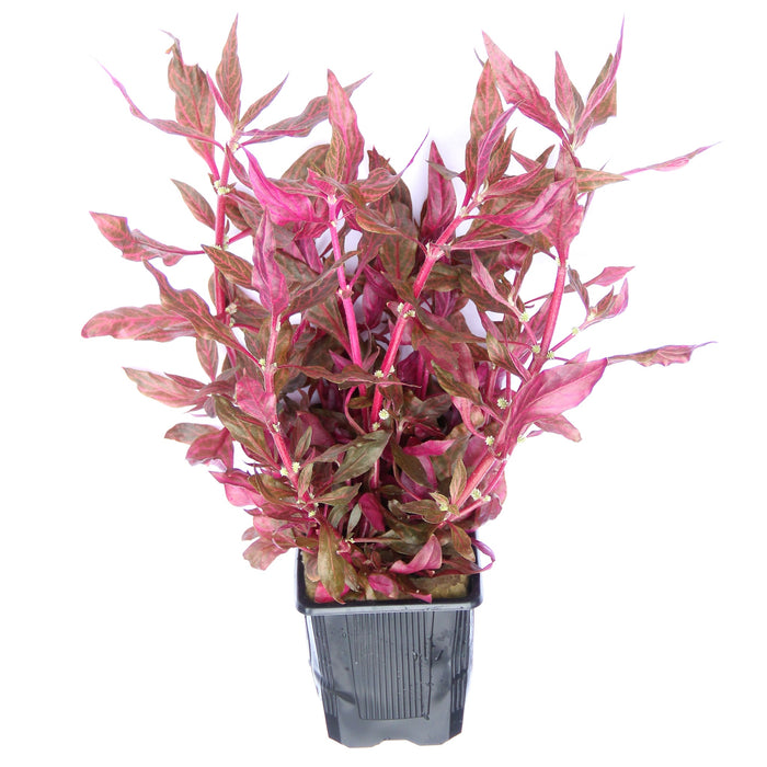 Alternanthera Reineckii 'Red Ruby' XXL