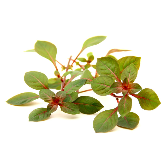 Ludwigia palustris 'Super Red'