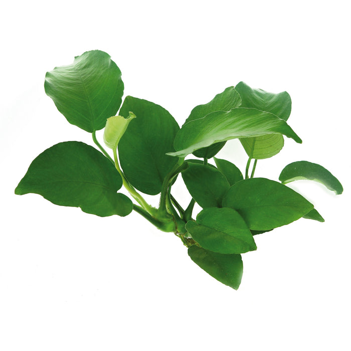 Anubias Barteri