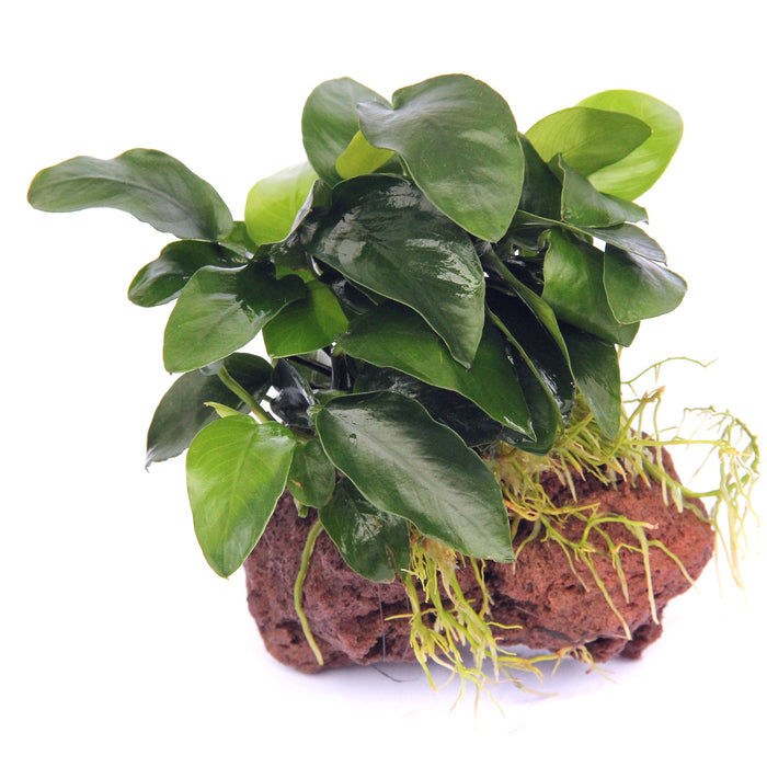 Anubias Barteri var. Nana su sasso