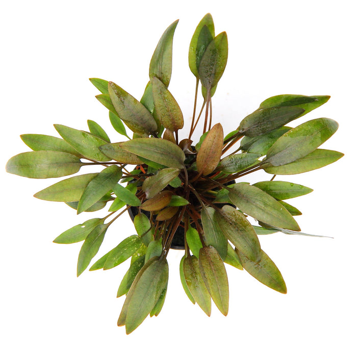 Cryptocoryne wendtii 'Compact'