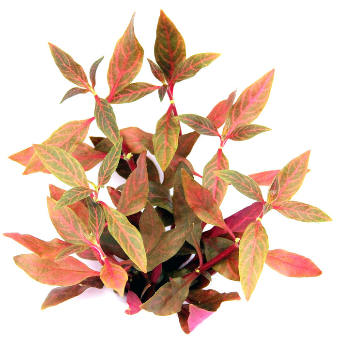 Alternanthera Reineckii 'Red Ruby'