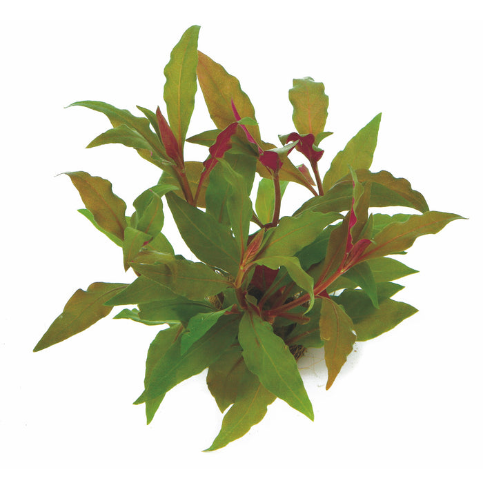 Alternanthera Reineckii 'Red'