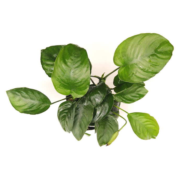 Anubias Barteri XXL - Pianta madre