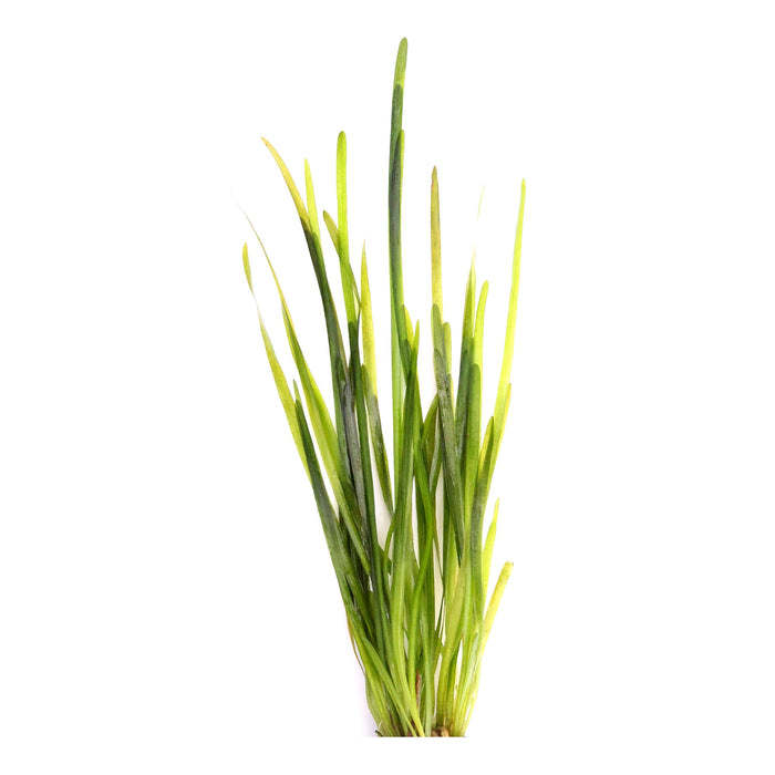 Vallisneria spiralis