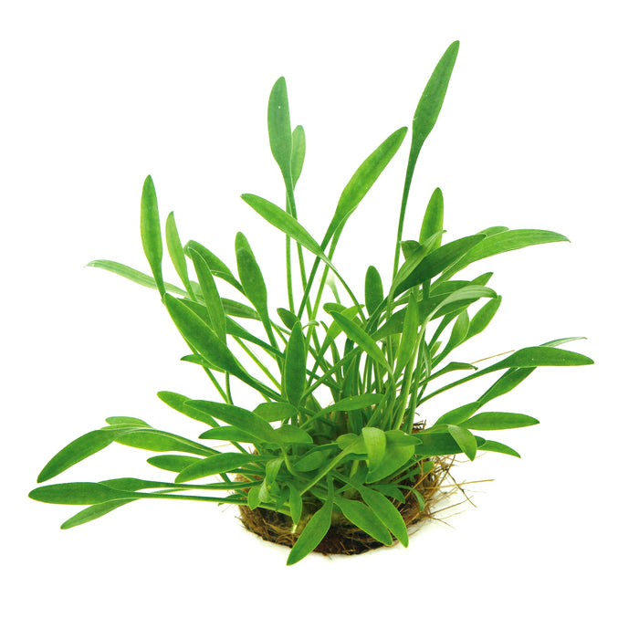 Cryptocoryne Parva