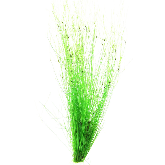 Eleocharis vivipara