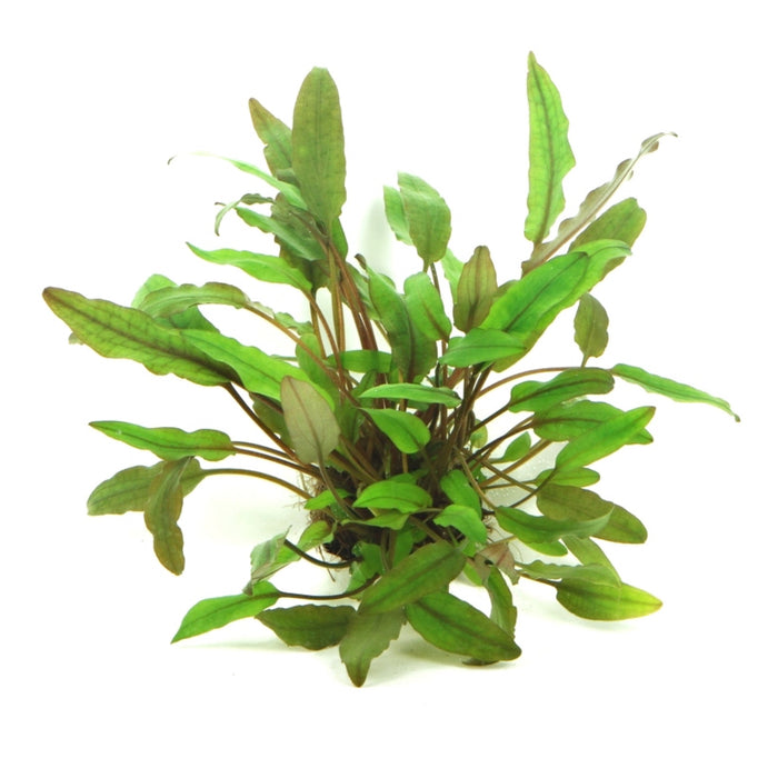 Cryptocoryne beckettii