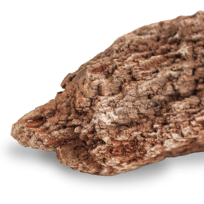 AqPet Zen Stone Red Wood Fossil 1kg – Roccia Naturale NON Calcarea Aquascaping