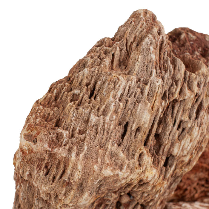 AqPet Zen Stone Red Wood Fossil 1kg – Roccia Naturale NON Calcarea Aquascaping