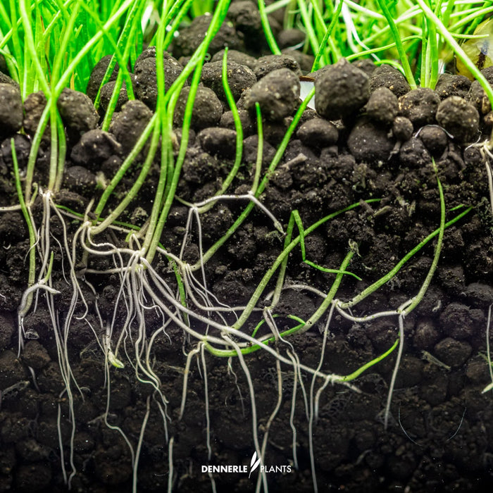 Dennerle Soil 3 Kg – Substrato attivo completo per acquari piantumati