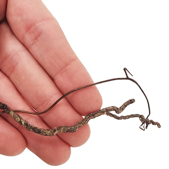 Wio Mini Roots 80g – Radici Naturali Flessibili per Acquari, Paludari e Terrari