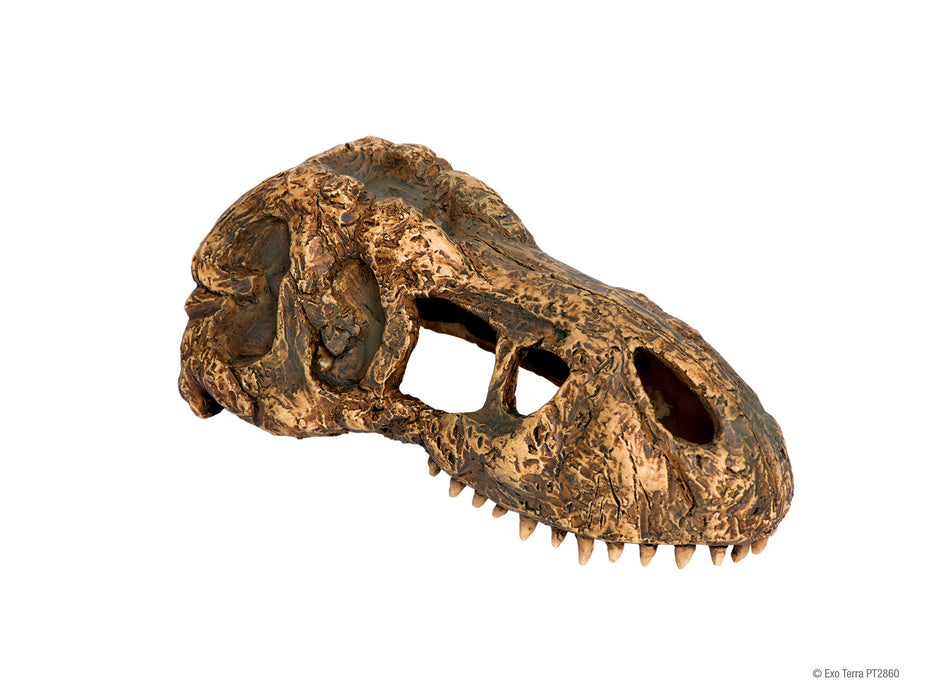 Exo Terra T-Rex Skull small